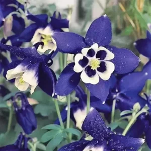 Aquilegia Spring Magic Navy White Columbine Seeds - 25 Seeds - Cold Hardy - Image 5