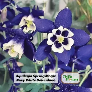 Aquilegia Spring Magic Navy White Columbine Seeds - 25 Seeds - Cold Hardy - Image 1