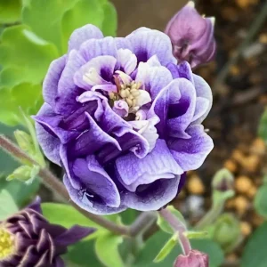 Aquilegia Winky Double Dark Blue White Columbine Seeds - 25 Seeds - Image 10