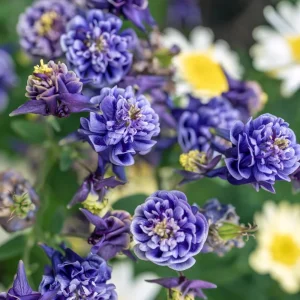 Aquilegia Winky Double Dark Blue White Columbine Seeds - 25 Seeds - Image 11
