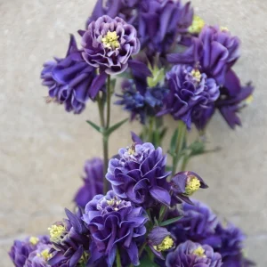 Aquilegia Winky Double Dark Blue White Columbine Seeds - 25 Seeds - Image 12