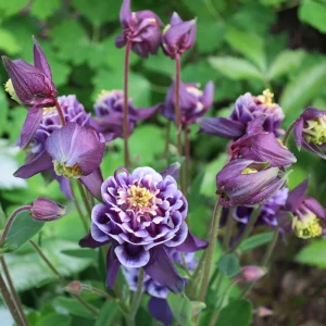 Aquilegia Winky Double Dark Blue White Columbine Seeds - 25 Seeds - Image 13