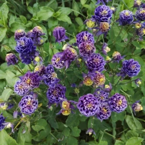 Aquilegia Winky Double Dark Blue White Columbine Seeds - 25 Seeds - Image 14