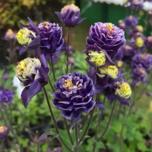 Aquilegia Winky Double Dark Blue White Columbine Seeds - 25 Seeds - Image 15