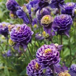 Aquilegia Winky Double Dark Blue White Columbine Seeds - 25 Seeds - Image 16