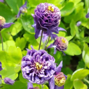 Aquilegia Winky Double Dark Blue White Columbine Seeds - 25 Seeds - Image 17
