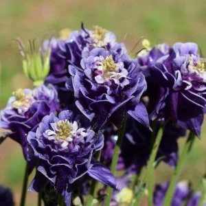 Aquilegia Winky Double Dark Blue White Columbine Seeds - 25 Seeds - Image 18