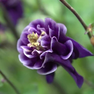 Aquilegia Winky Double Dark Blue White Columbine Seeds - 25 Seeds - Image 2