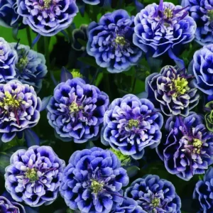 Aquilegia Winky Double Dark Blue White Columbine Seeds - 25 Seeds - Image 3