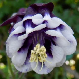 Aquilegia Winky Double Dark Blue White Columbine Seeds - 25 Seeds - Image 4
