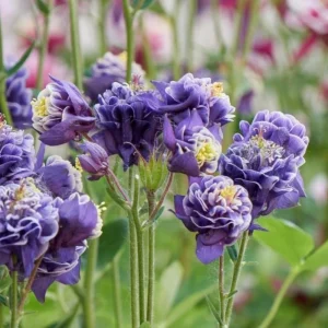 Aquilegia Winky Double Dark Blue White Columbine Seeds - 25 Seeds - Image 5