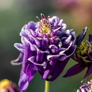 Aquilegia Winky Double Dark Blue White Columbine Seeds - 25 Seeds - Image 6
