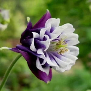 Aquilegia Winky Double Dark Blue White Columbine Seeds - 25 Seeds - Image 7