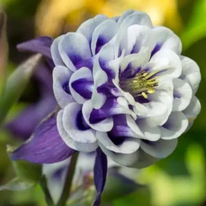 Aquilegia Winky Double Dark Blue White Columbine Seeds - 25 Seeds - Image 8