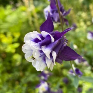 Aquilegia Winky Double Dark Blue White Columbine Seeds - 25 Seeds - Image 9
