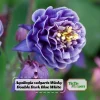 Aquilegia Winky Double Dark Blue White Columbine Seeds - 25 Seeds - Image 1