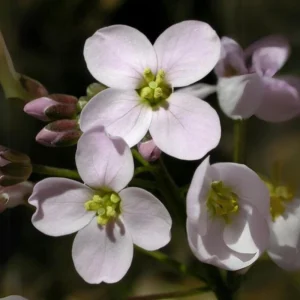 Arabis Rock Cress Flower Seeds - Perennial Groundcover - Attracts Pollinators - 30 Seed Pack - Image 10