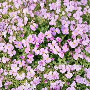Arabis Rock Cress Flower Seeds - Perennial Groundcover - Attracts Pollinators - 30 Seed Pack - Image 11