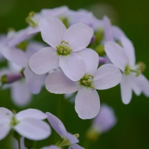 Arabis Rock Cress Flower Seeds - Perennial Groundcover - Attracts Pollinators - 30 Seed Pack - Image 12