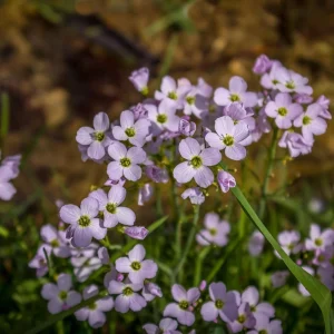 Arabis Rock Cress Flower Seeds - Perennial Groundcover - Attracts Pollinators - 30 Seed Pack - Image 13