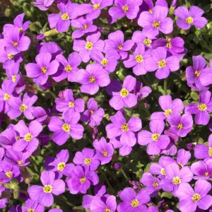 Arabis Rock Cress Flower Seeds - Perennial Groundcover - Attracts Pollinators - 30 Seed Pack - Image 2