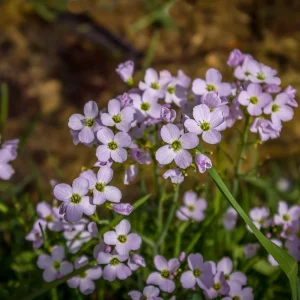 Arabis Rock Cress Flower Seeds - Perennial Groundcover - Attracts Pollinators - 30 Seed Pack - Image 4