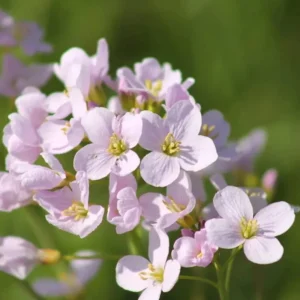 Arabis Rock Cress Flower Seeds - Perennial Groundcover - Attracts Pollinators - 30 Seed Pack - Image 5
