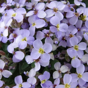 Arabis Rock Cress Flower Seeds - Perennial Groundcover - Attracts Pollinators - 30 Seed Pack - Image 6