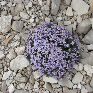 Arabis Rock Cress Flower Seeds - Perennial Groundcover - Attracts Pollinators - 30 Seed Pack - Image 7