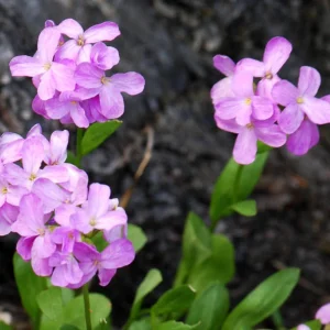 Arabis Rock Cress Flower Seeds - Perennial Groundcover - Attracts Pollinators - 30 Seed Pack - Image 8