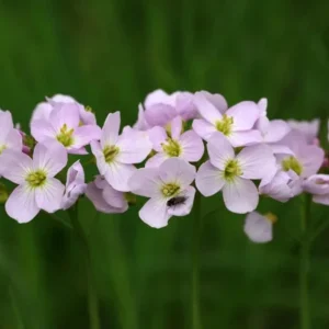 Arabis Rock Cress Flower Seeds - Perennial Groundcover - Attracts Pollinators - 30 Seed Pack - Image 9