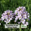 Arabis Rock Cress Flower Seeds - Perennial Groundcover - Attracts Pollinators - 30 Seed Pack - Image 1