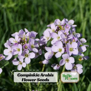 Arabis Rock Cress Flower Seeds - Perennial Groundcover - Attracts Pollinators - 30 Seed Pack - Image 1