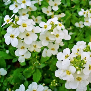 Arabis Snow Cap Rock Cress Seeds - Perennial Groundcover Flower - 30 Seeds - Image 10