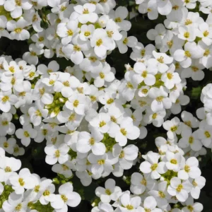 Arabis Snow Cap Rock Cress Seeds - Perennial Groundcover Flower - 30 Seeds - Image 11