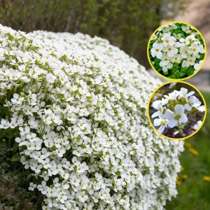 Arabis Snow Cap Rock Cress Seeds - Perennial Groundcover Flower - 30 Seeds - Image 12
