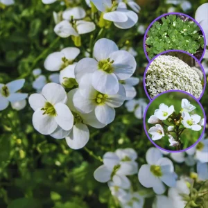 Arabis Snow Cap Rock Cress Seeds - Perennial Groundcover Flower - 30 Seeds - Image 13