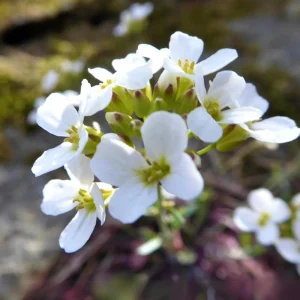 Arabis Snow Cap Rock Cress Seeds - Perennial Groundcover Flower - 30 Seeds - Image 14