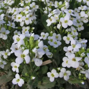 Arabis Snow Cap Rock Cress Seeds - Perennial Groundcover Flower - 30 Seeds - Image 15