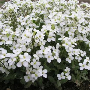 Arabis Snow Cap Rock Cress Seeds - Perennial Groundcover Flower - 30 Seeds - Image 16