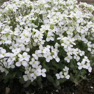 Arabis Snow Cap Rock Cress Seeds - Perennial Groundcover Flower - 30 Seeds - Image 2