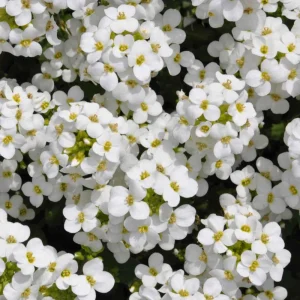 Arabis Snow Cap Rock Cress Seeds - Perennial Groundcover Flower - 30 Seeds - Image 3