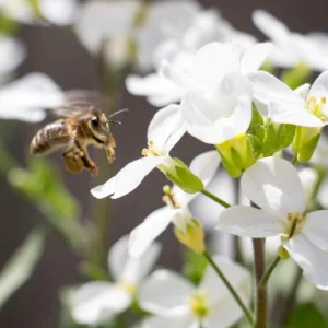 Arabis Snow Cap Rock Cress Seeds - Perennial Groundcover Flower - 30 Seeds - Image 4