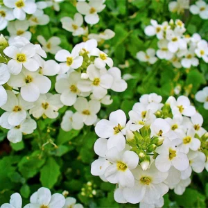 Arabis Snow Cap Rock Cress Seeds - Perennial Groundcover Flower - 30 Seeds - Image 5