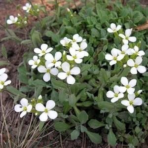 Arabis Snow Cap Rock Cress Seeds - Perennial Groundcover Flower - 30 Seeds - Image 6