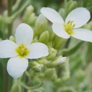 Arabis Snow Cap Rock Cress Seeds - Perennial Groundcover Flower - 30 Seeds - Image 7