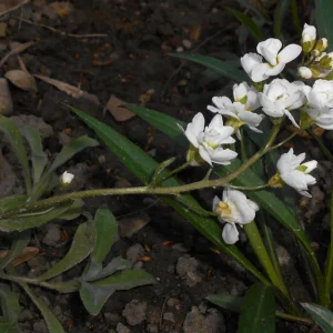 Arabis Snow Cap Rock Cress Seeds - Perennial Groundcover Flower - 30 Seeds - Image 8