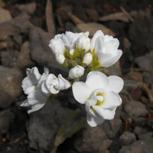 Arabis Snow Cap Rock Cress Seeds - Perennial Groundcover Flower - 30 Seeds - Image 9