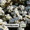 Arabis Snow Cap Rock Cress Seeds - Perennial Groundcover Flower - 30 Seeds - Image 1