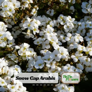 Arabis Snow Cap Rock Cress Seeds - Perennial Groundcover Flower - 30 Seeds - Image 1